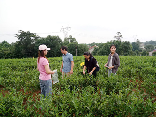長(zhǎng)沙云游茶業(yè)有限公司,湖南綠茶,紅茶價(jià)格,長(zhǎng)沙毛尖批發(fā),云游陶餈禮盒,云游茶業(yè)